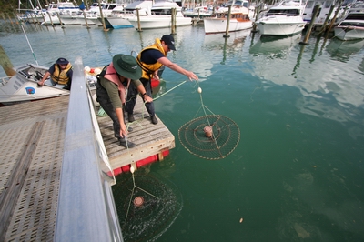 Sampling for marine pests, Tutukaka.